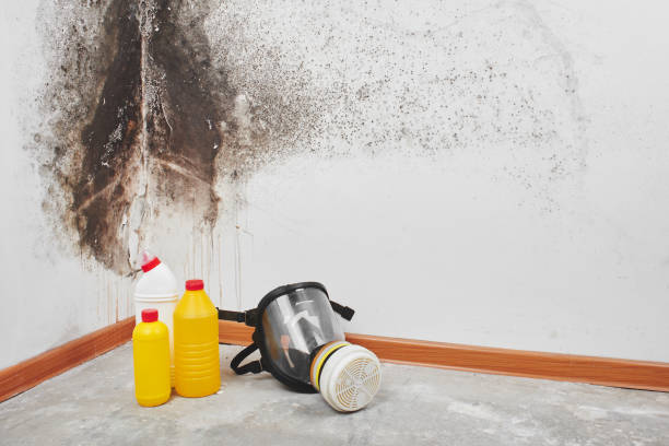 Office Mold Removal Services in Oglesby, IL